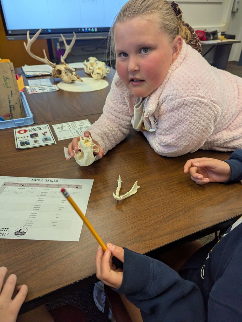 4th graders studying skulls of animals......