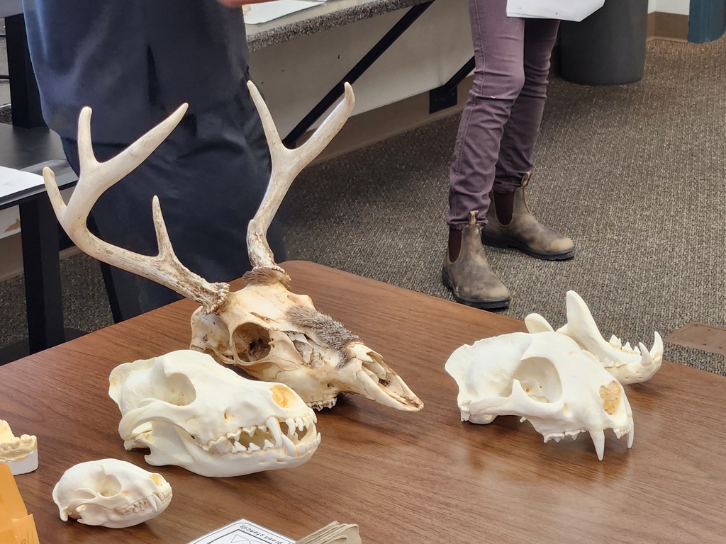 Skulls 4th graders had to study