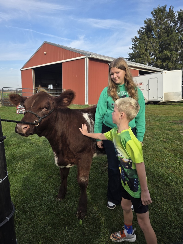 Student petting a calf while another girl holds it on a leash.