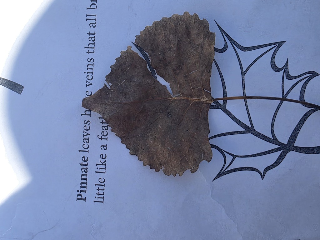 Picture of a pinnate leaf.