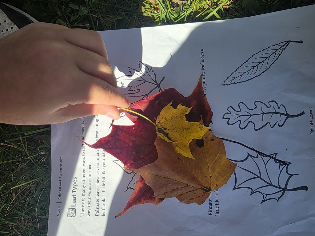 Pictures of fall leaves.