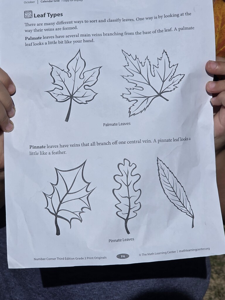 Worksheet with leaves on it.