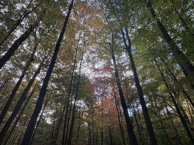 picture of trees