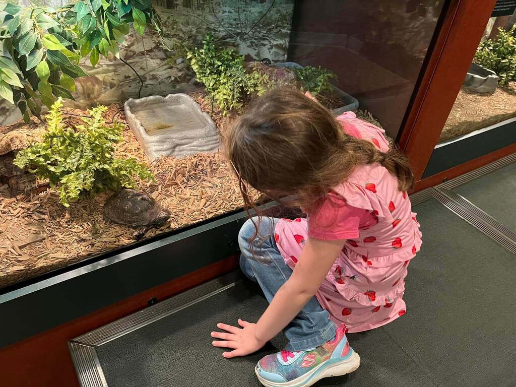 A student looks at a turtle behind glass.