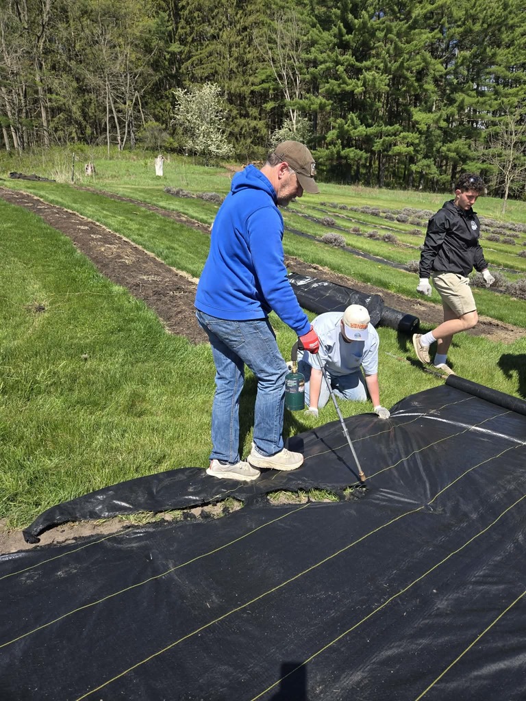 Lavender Farm work 2026 #7