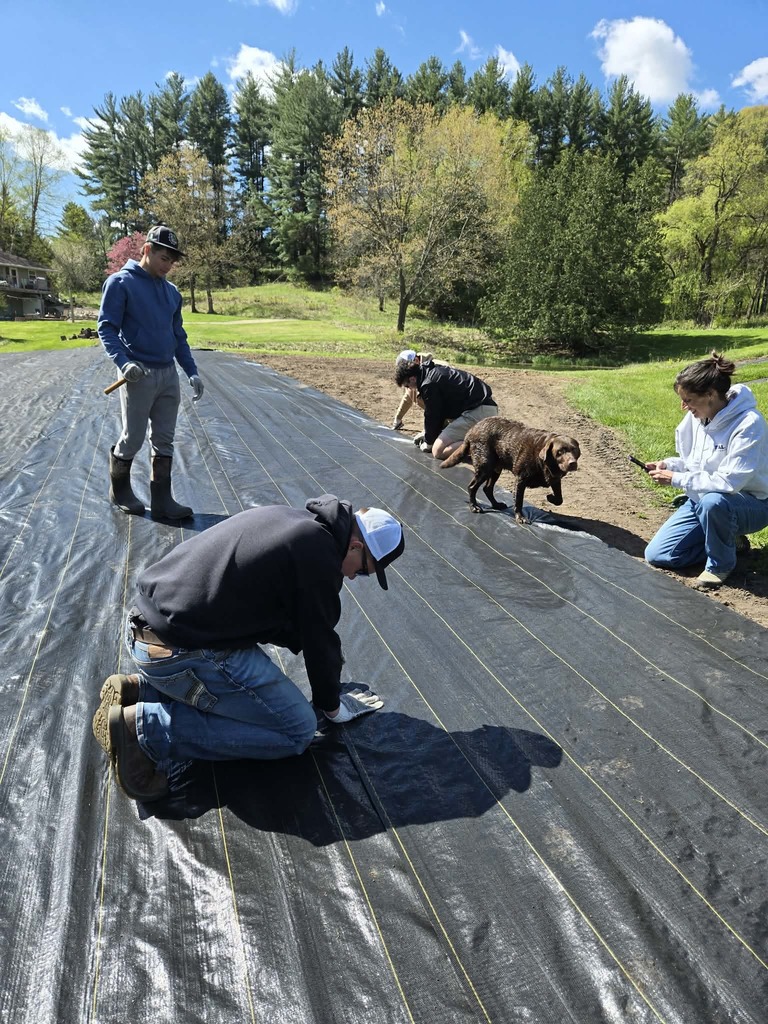 Lavender Farm work 2026 #9