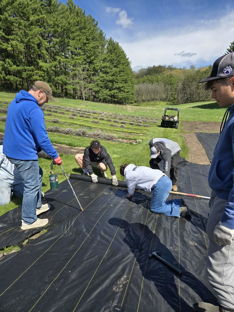 Lavender Farm work 2026 #10