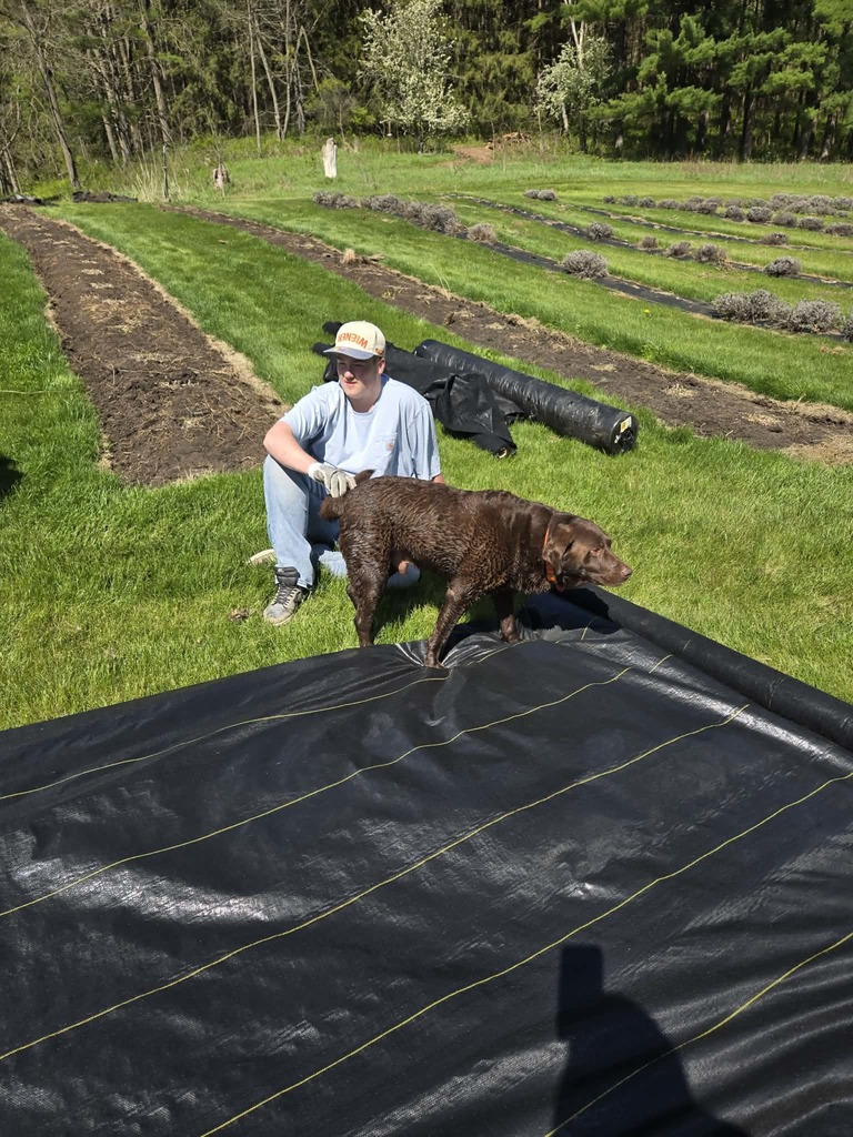 Lavender Farm work 2026 #8