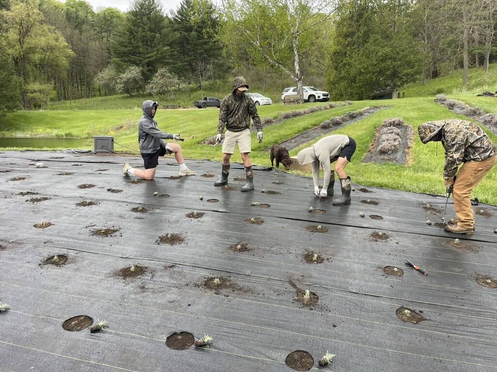 FFA Lavender Experiment work planting 2026 in the rain