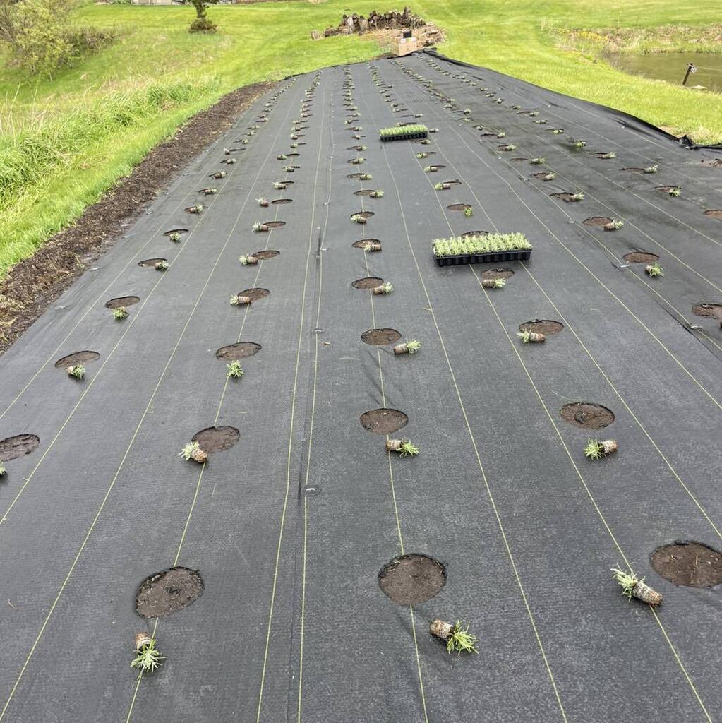 FFA Lavender Experiment work planting 2026 starting 