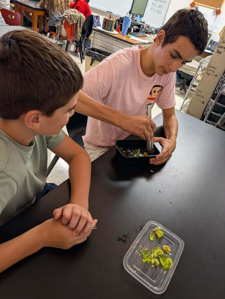 Science Immune System Lab