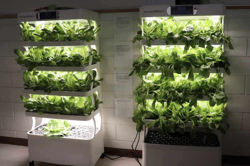 Hydroponics growing lettuce