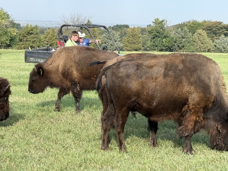 Buffalo Ranch