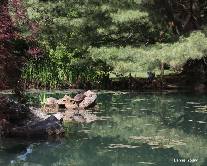 Sunny Turtle - Dennis Young