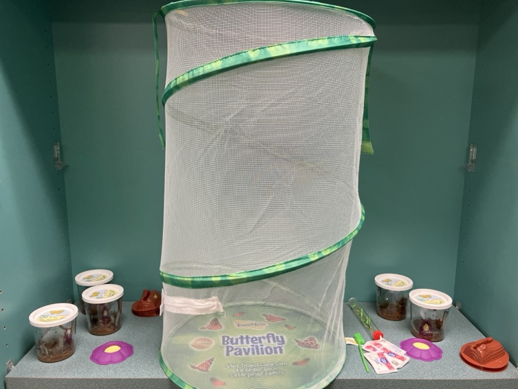 Ms. Moore’s 1st grade class set up their butterfly hatching habitat on Thursday.  On Friday students noticed 20 out of 24 caterpillars were molting, crawled to the top of container to start their chrysalis.  Students are documenting data.
