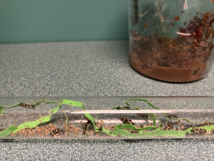On Fun Friday, students set up the ladybug hatching habitat, next to the glow fish tank.