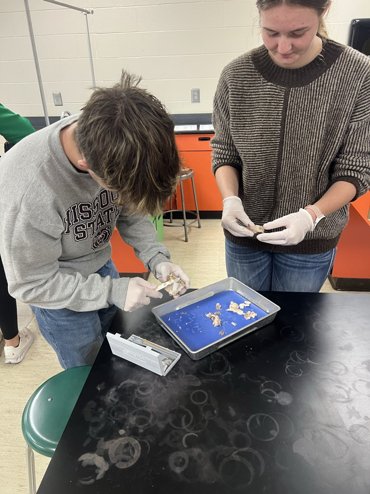 bone dissection
