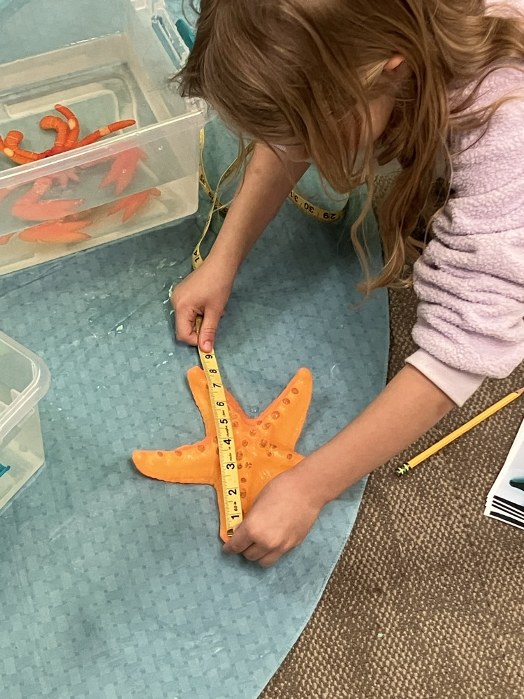 measuring sea creatures