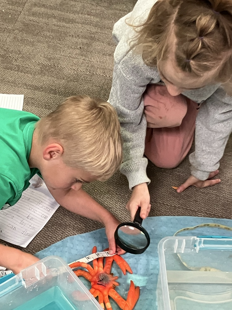 measuring sea creatures