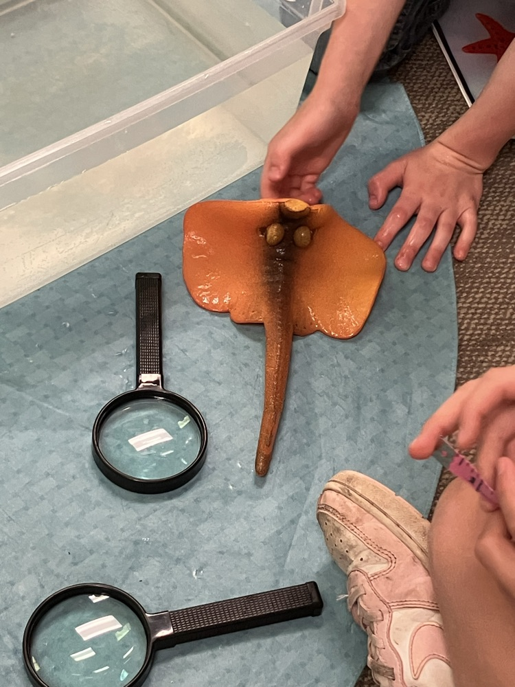 measuring sea creatures