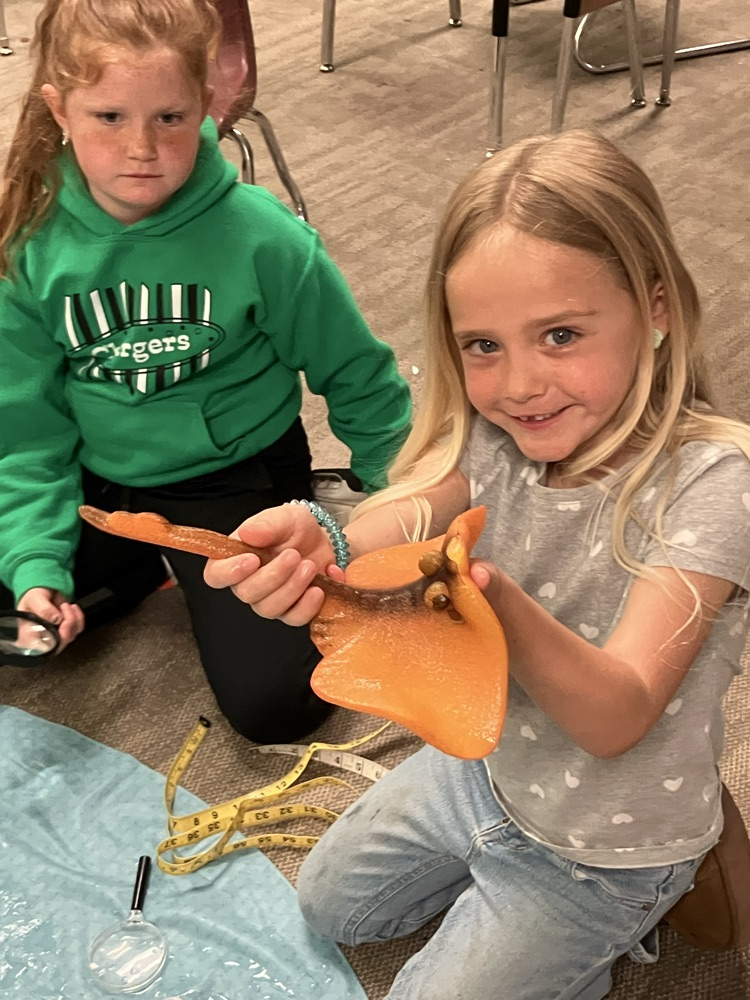 measuring sea creatures
