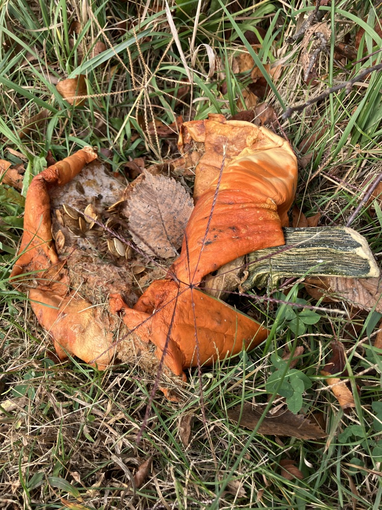 decaying pumpkin