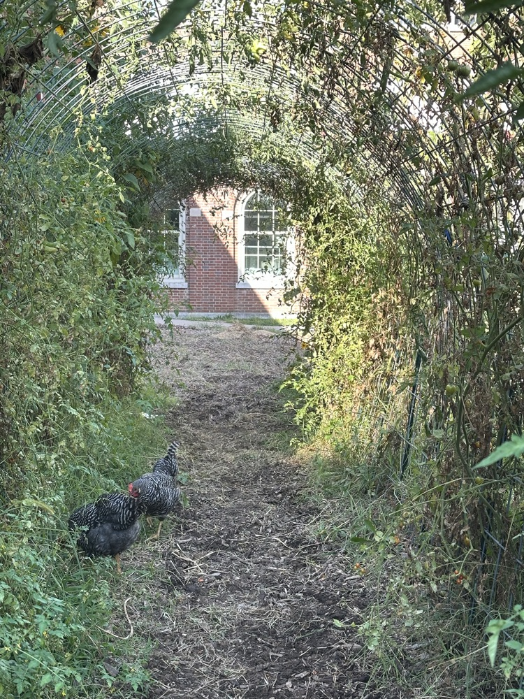 garden cleanup