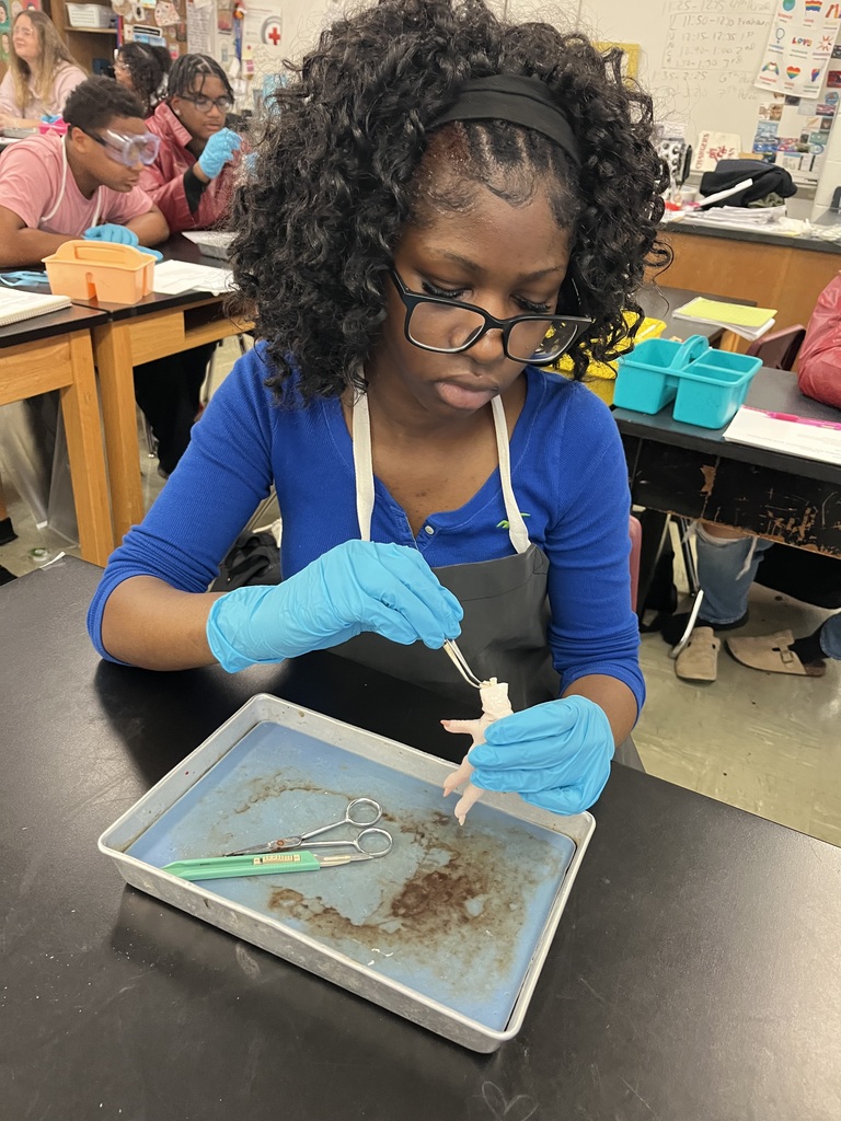 What a day for our Anatomy students! 🔬 They completed their first official dissection, closely examining all four primary tissue types: epithelium, connective, muscular, and nervous tissue. The coolest part? They learned the difference between tendons and ligaments firsthand by pulling on the foot's tendons to watch the phalanges (toes!) move. Talk about hands-on learning! 🤯 Anatomy Chargers are dissecting their way to success! 💙⚡️