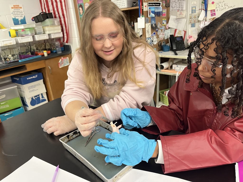 What a day for our Anatomy students! 🔬 They completed their first official dissection, closely examining all four primary tissue types: epithelium, connective, muscular, and nervous tissue. The coolest part? They learned the difference between tendons and ligaments firsthand by pulling on the foot's tendons to watch the phalanges (toes!) move. Talk about hands-on learning! 🤯 Anatomy Chargers are dissecting their way to success! 💙⚡️