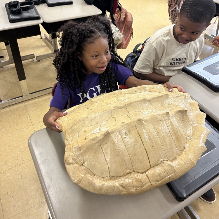 A student looking at a huge turtle shell.