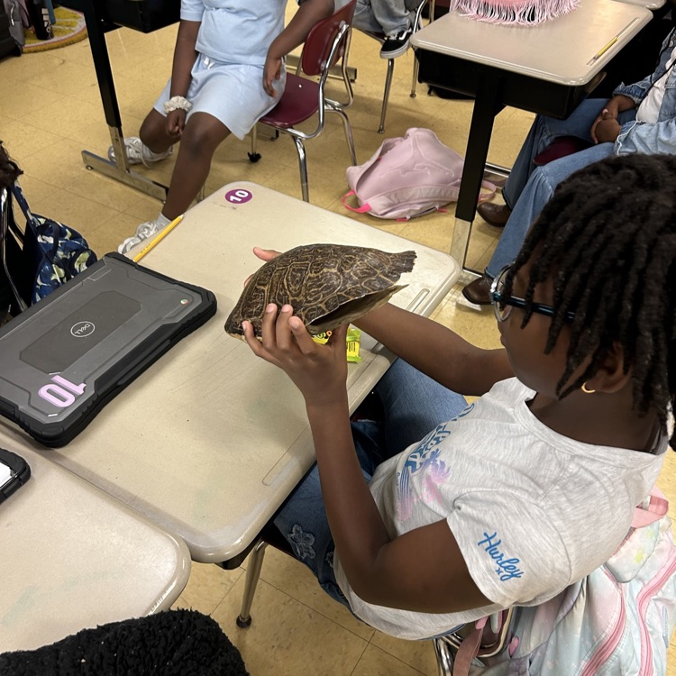 A student looking at a typical sized turtle shell.