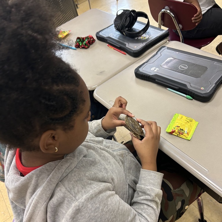 A student looking at a very small turtle shell.