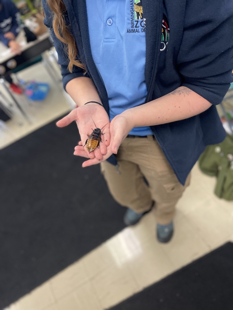 Birmingham Zoo visits 3rd grade