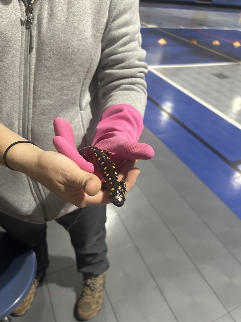 Emily Hutto from Jefferson County Greenway with salamander