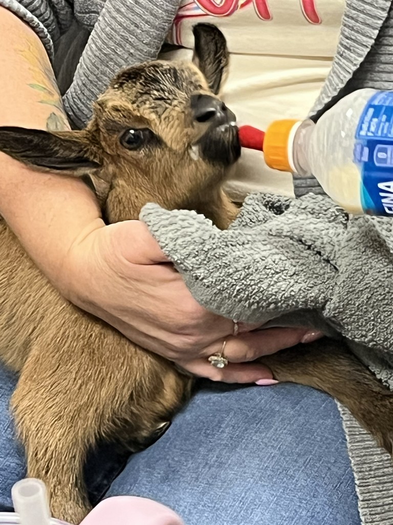 Baby goat with bottle
