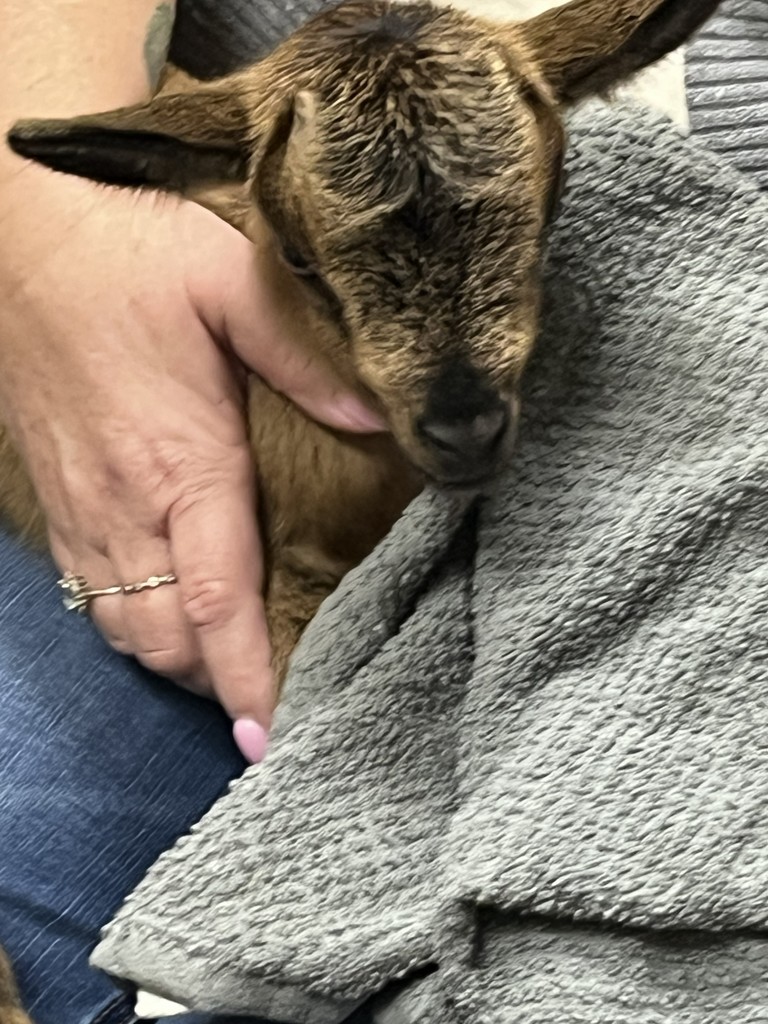 Close up of a baby goat