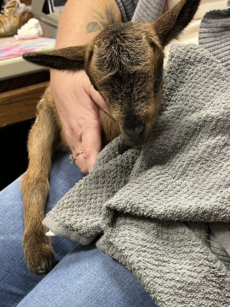 Close up of a baby goat