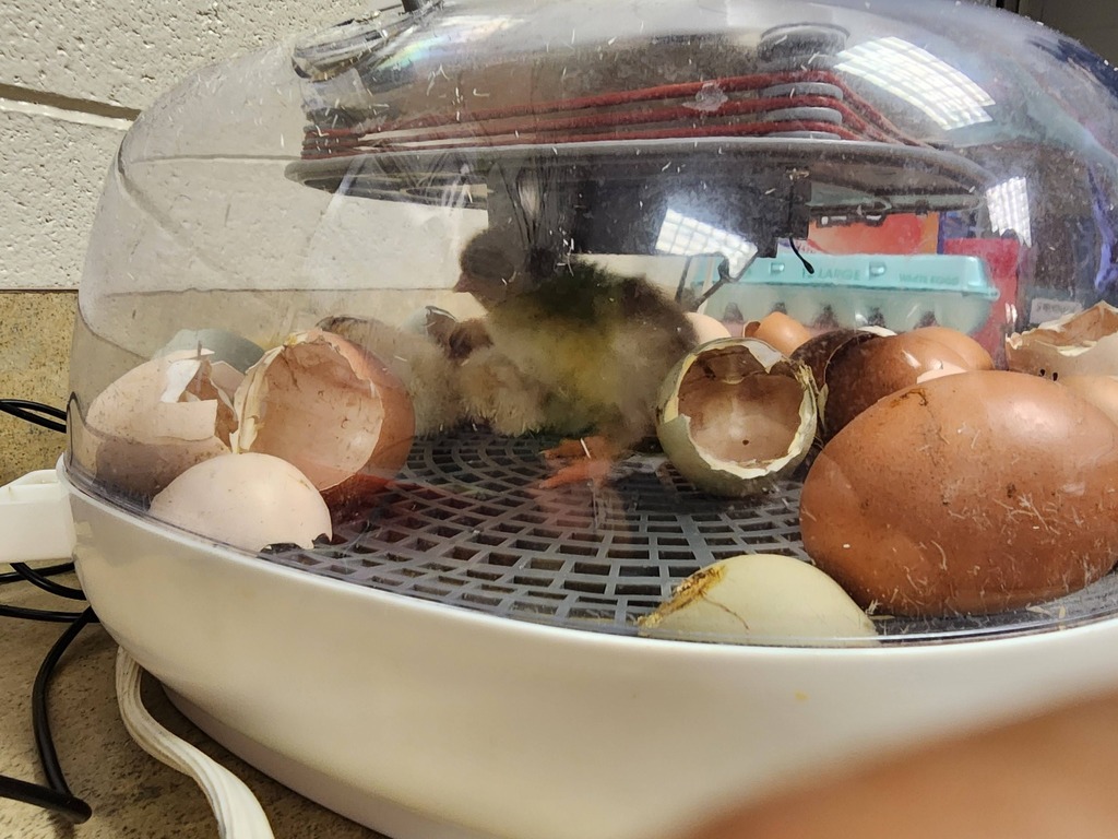 Chick inside an incubator, surrounded by cracked eggs.