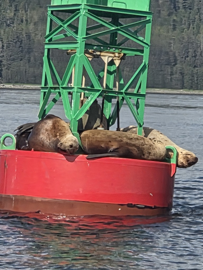 Sea Lions sit on a buoy in a body of water.