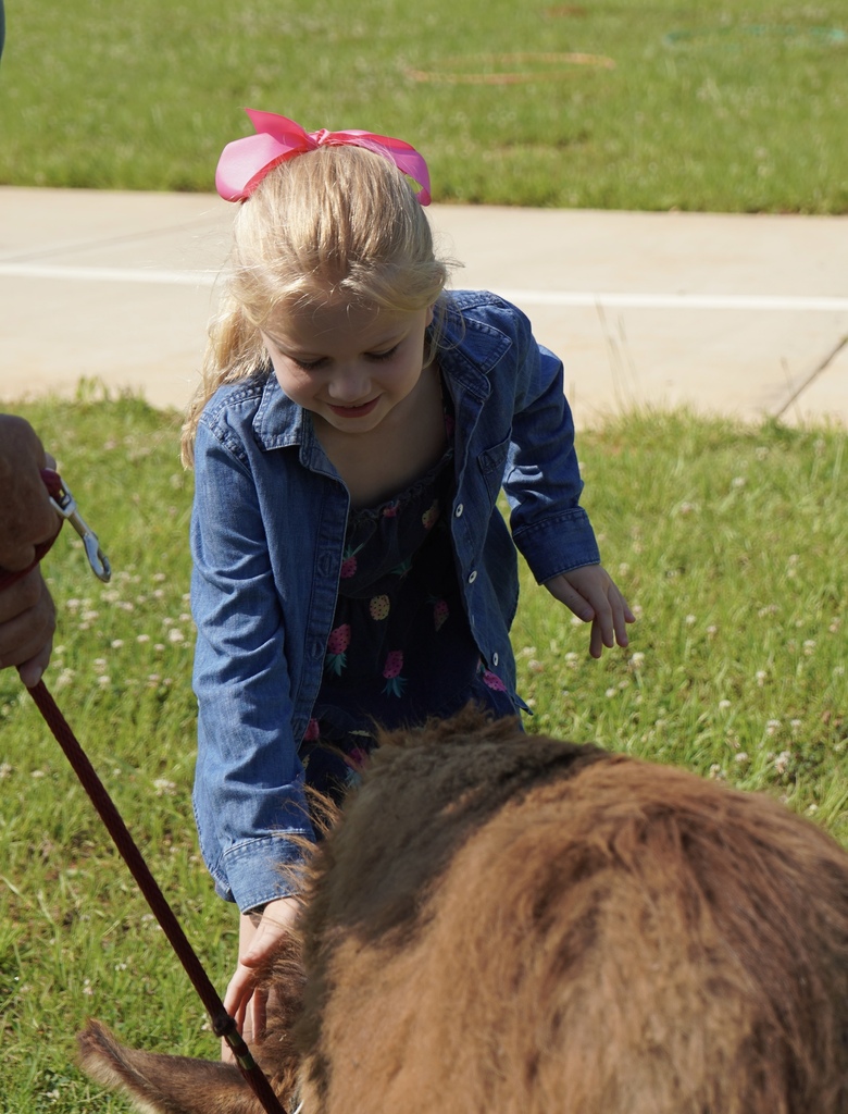 A girl smiles while petting a baby donkey.