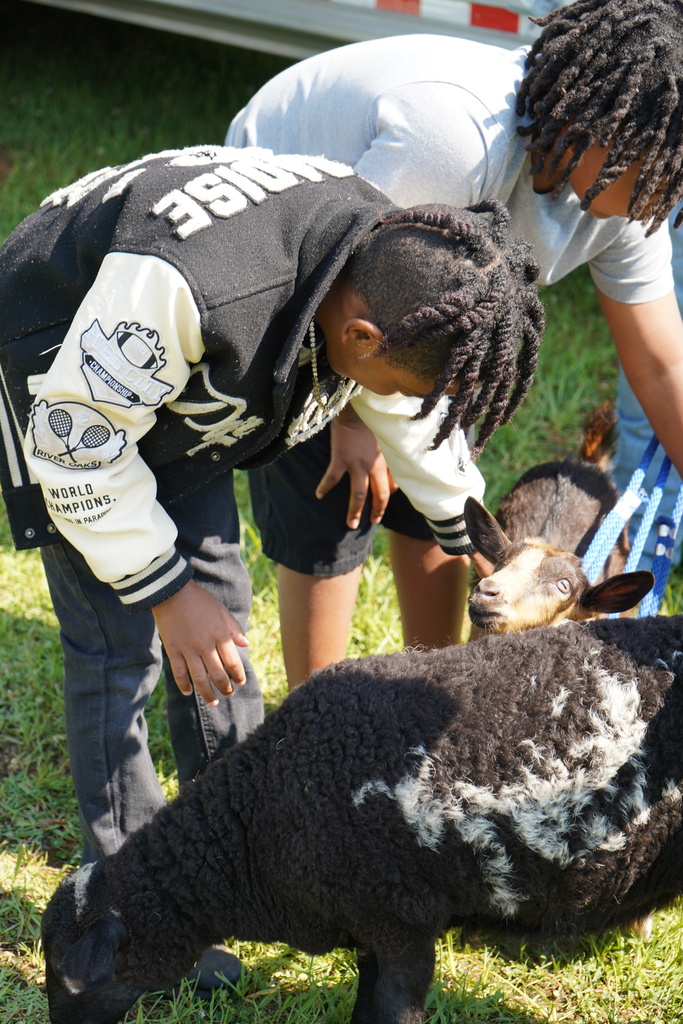 A group of boys bend down to put goats while standing outside.