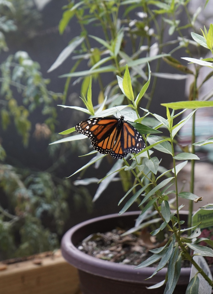 A butterfly sits on a plant.