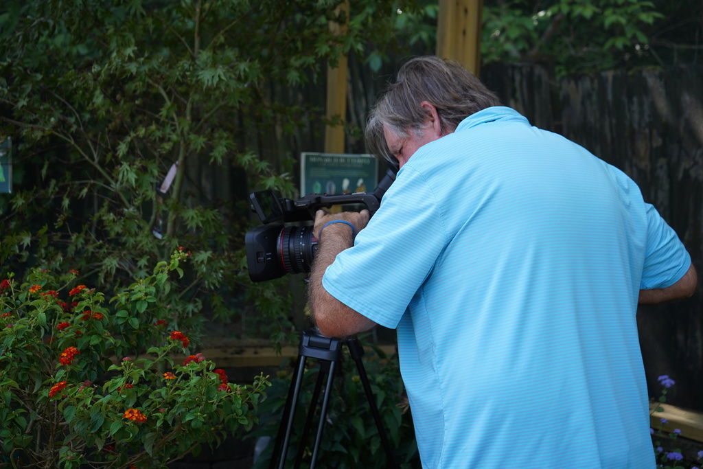 A man wearing a blue shirt gets video outdoors using a video camera. He is surrounded by bushes with flowers on them.