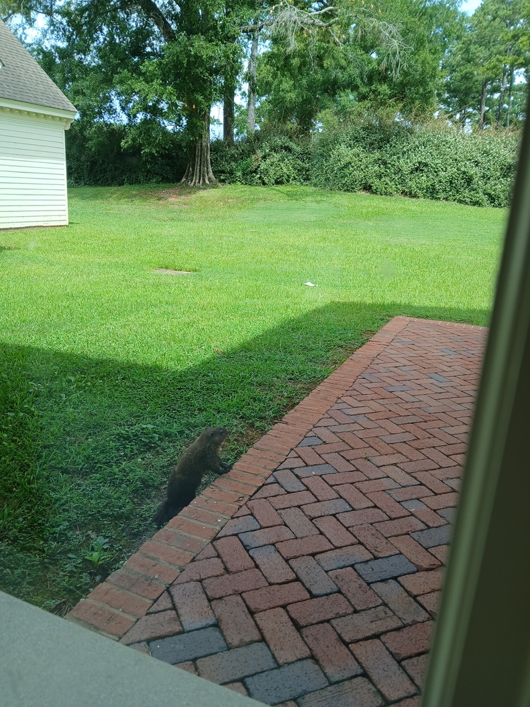 Groundhog at American VIllage