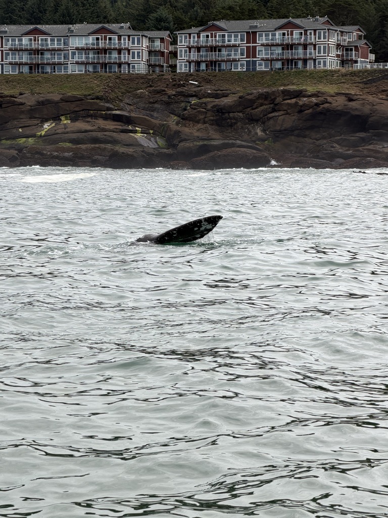 A whale swimming through water.