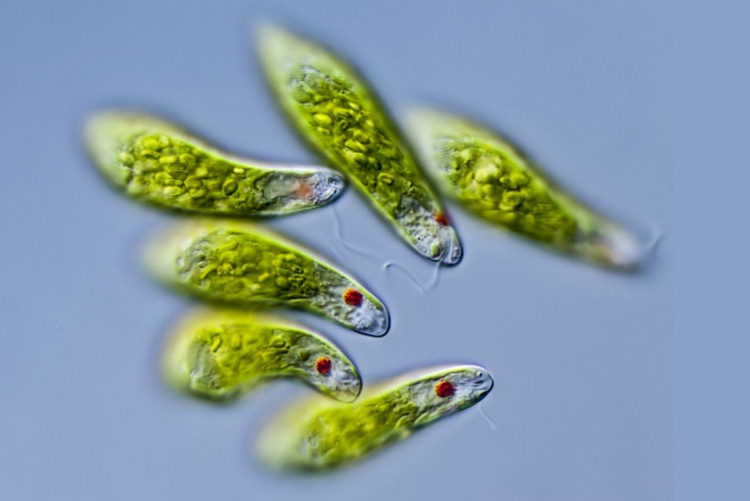 Amoebas under a microscope