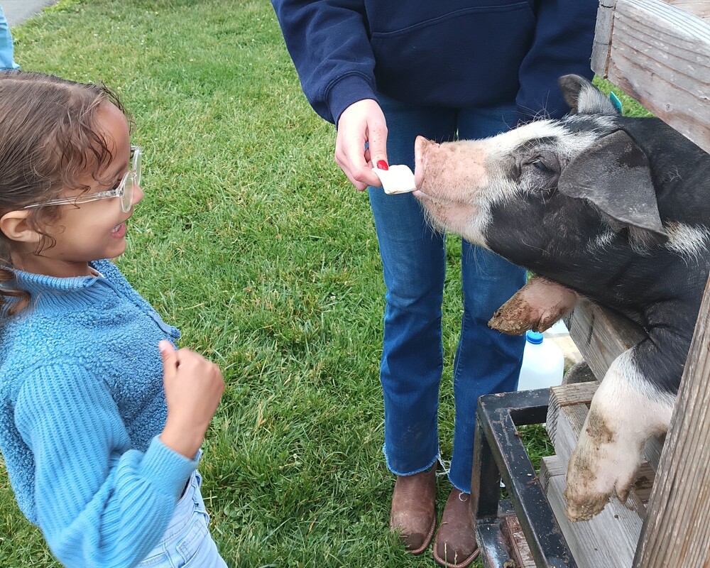 student giving marshmallow to pig