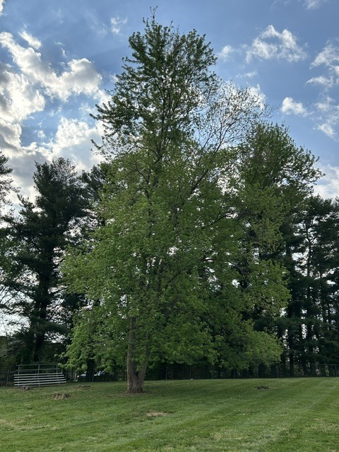 Maple Tree