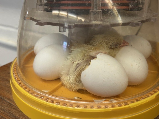Chick hatched from an egg