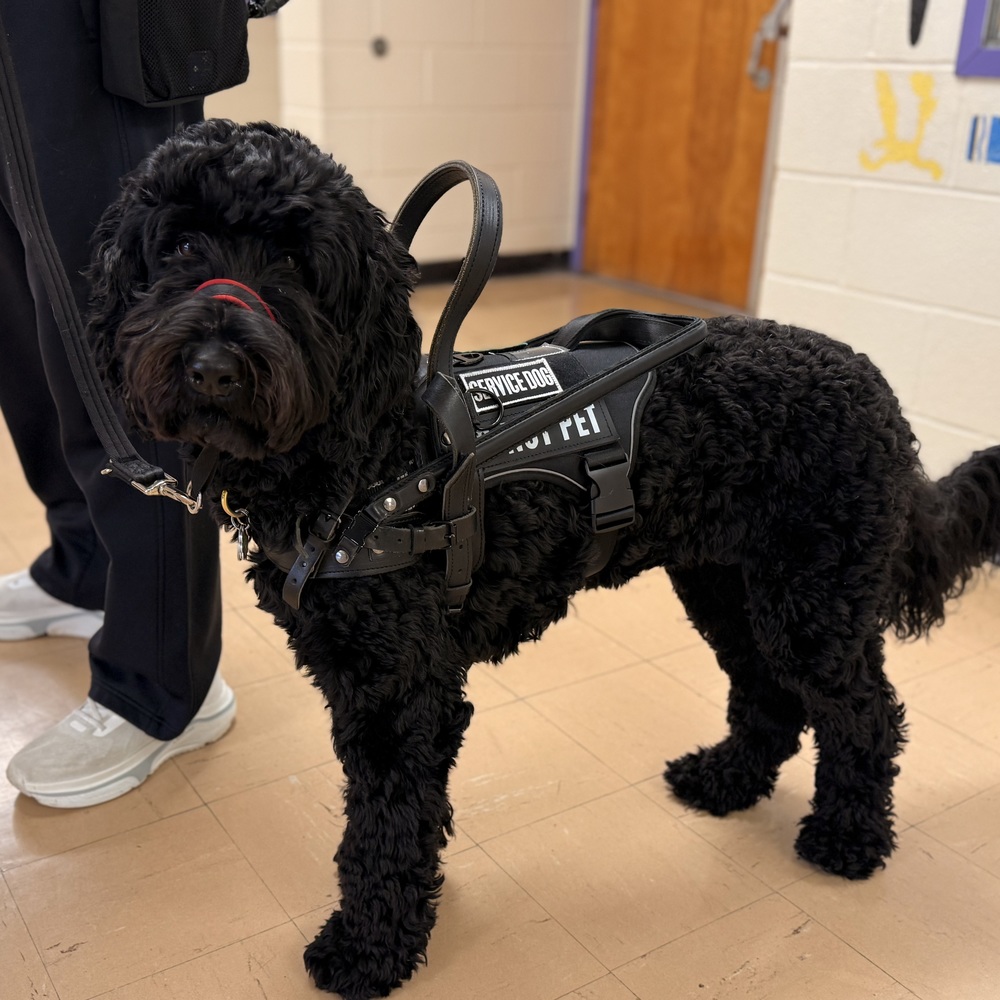 Mr Atkins service dog, Bella